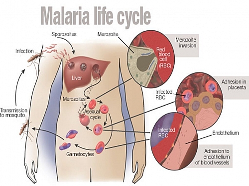 Hari Malaria Dunia 2018 | SESAWI.NET